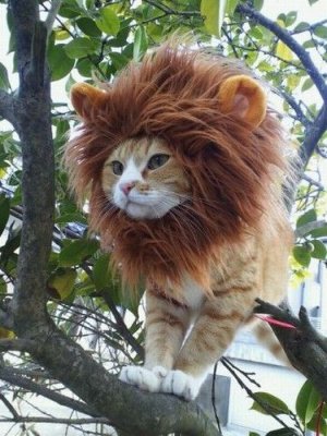cat-in-lion-costume.jpg
