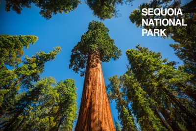sequoia-national-park-1.jpg